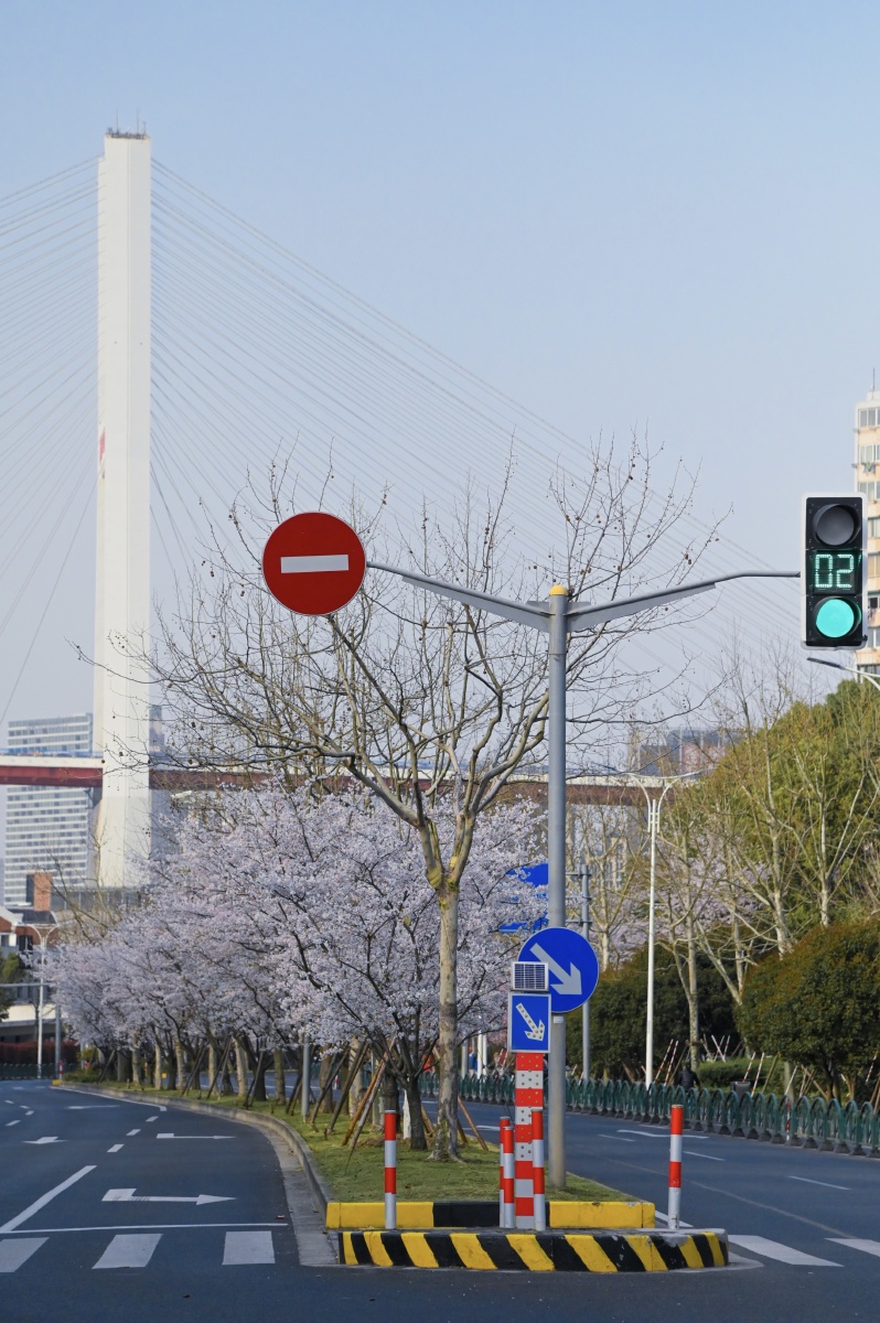 上海世博大道雪野路交叉口南浦大桥樱花 - eurus_7 - 图虫