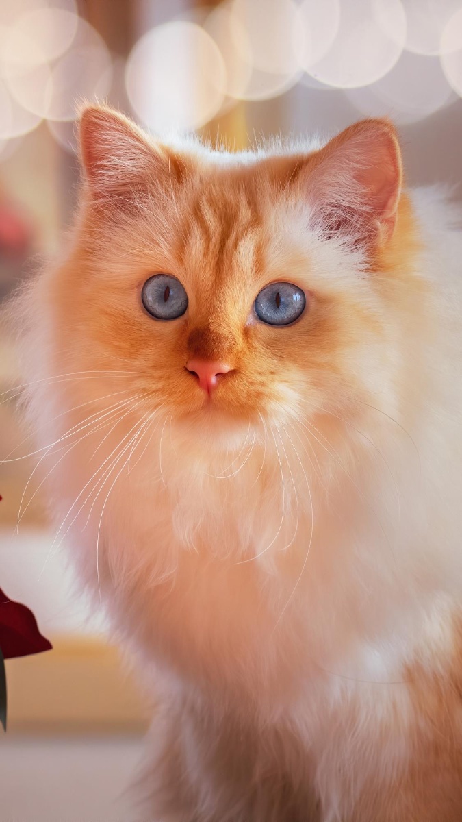 猫咪- 叮咚头像主题酷超高清 - 图虫