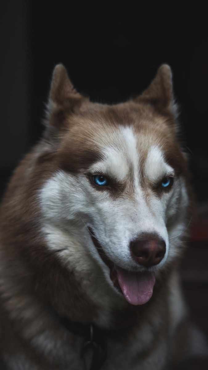 狗犬- 叮咚头像主题酷超高清 - 图虫