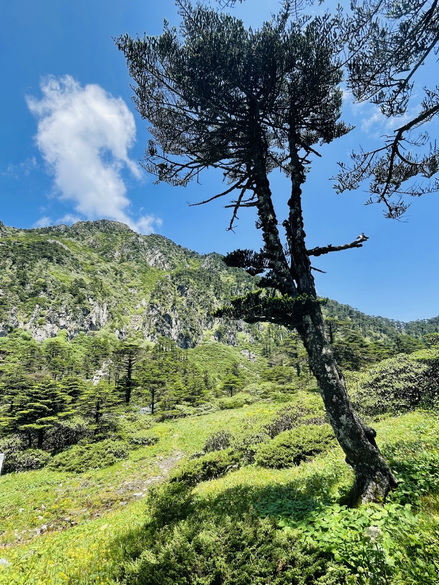 植物之美·苍山冷杉 - 西乞无极 - 图虫