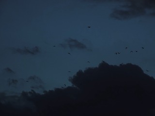 9A49FDEA-5419-483B-9E6F-A703BF0F1E3E/L0/001