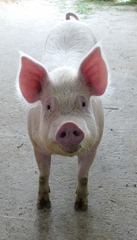6408