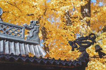 20201101hongluosi-yanqihu-WZH05891