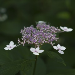 5E727A38-213B-4DD9-A0D0-DB1F93FDE75E/L0/001