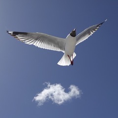 A97786FF-8A1C-479B-9562-9EE6782F29A4/L0/001