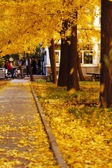 IMG-5000-42486-135 