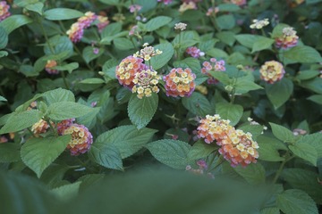 1B1D3F60-DB21-4BEC-B729-8595C86A95CC/L0/001