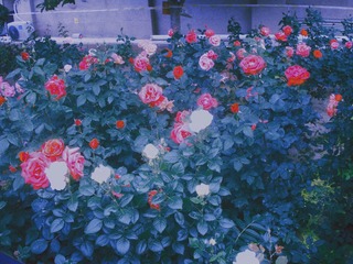 686F2A01-E86D-4342-B543-3EA95D8C1B2F/L0/001