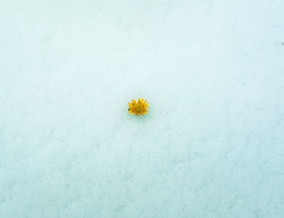 1000006685