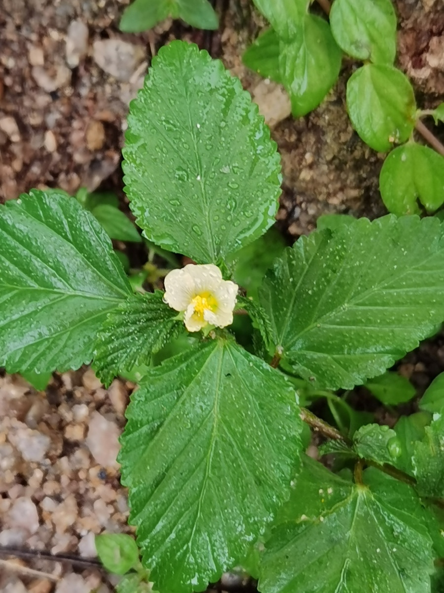 潮汕草药～赛葵 - 发现美663 - 图虫