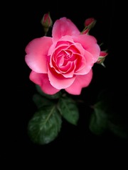 2DC1F82E-356D-4771-8F7C-492CFBA62FB2/L0/001