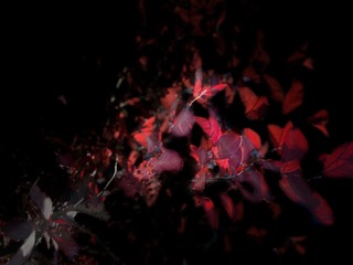 86799E29-EF3C-4DC8-9C6C-1241244D7DA7/L0/001