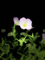 37409982-A753-4C99-86B6-9C179816860E/L0/001