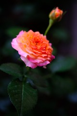 D5D41647-C8ED-4C5C-B5FA-65F81E044D40/L0/001