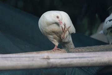 27233