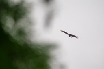 F7E69731-10C8-4233-AC86-E709B0956816/L0/001