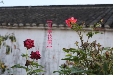 DSCF3056_0