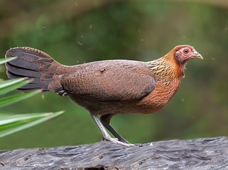 15887
