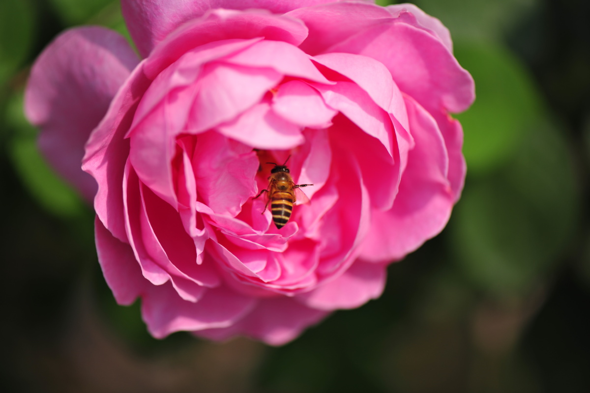 花想蜜 - 一江怒水 - 图虫