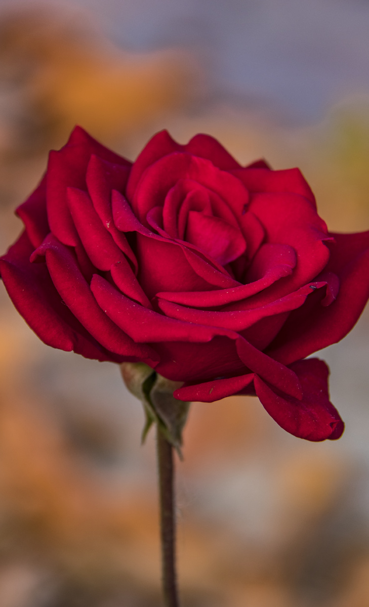 玫瑰秋天那大片的黄中最后的玫瑰那一抹惊艳的红格外抢眼也格外珍惜