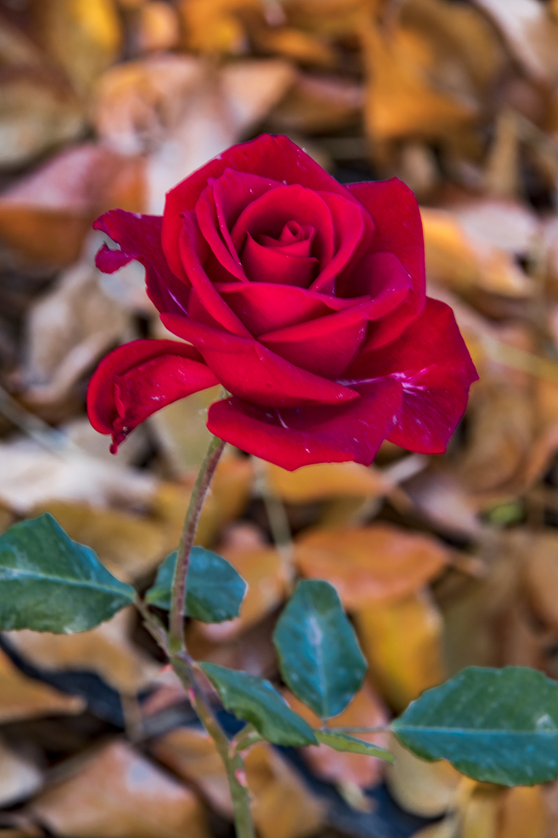 玫瑰秋天那大片的黄中最后的玫瑰那一抹惊艳的红格外抢眼也格外珍惜