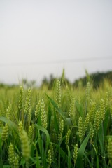 D9527C74-34BF-4E78-B0D9-0C5938791E6E/L0/001