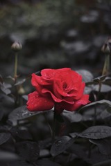 E3DAE457-DA87-4B92-8003-6625601A256F/L0/001