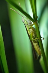 蚱蜢