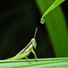 蚱蜢2