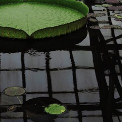 IMG_5111.JPG