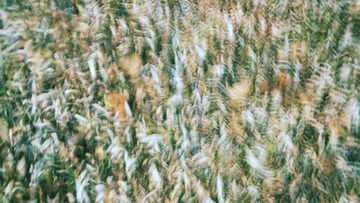 IMG_0941.JPG