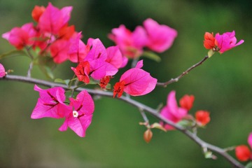 DSC_6088.jpg