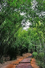 DSC_5373.jpg