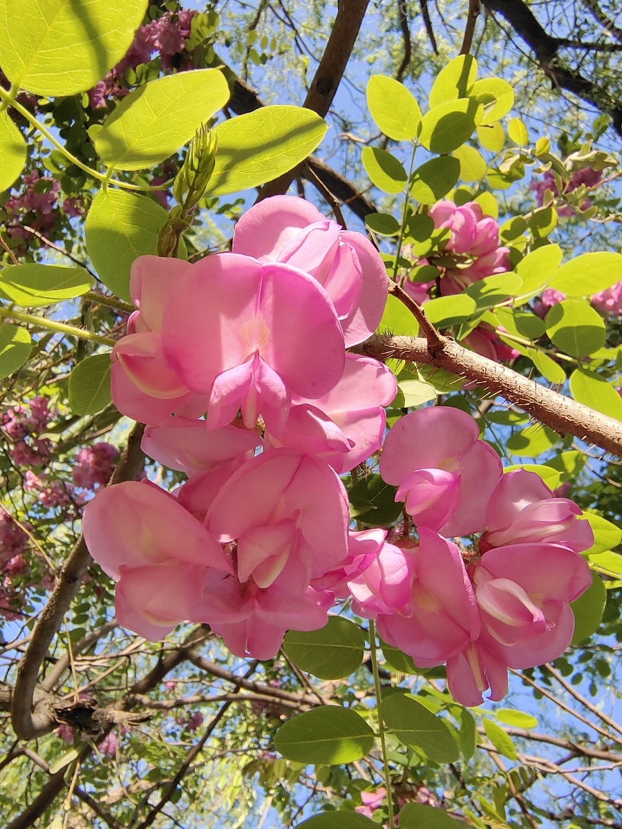 粉色槐花 - 北方童话 - 图虫