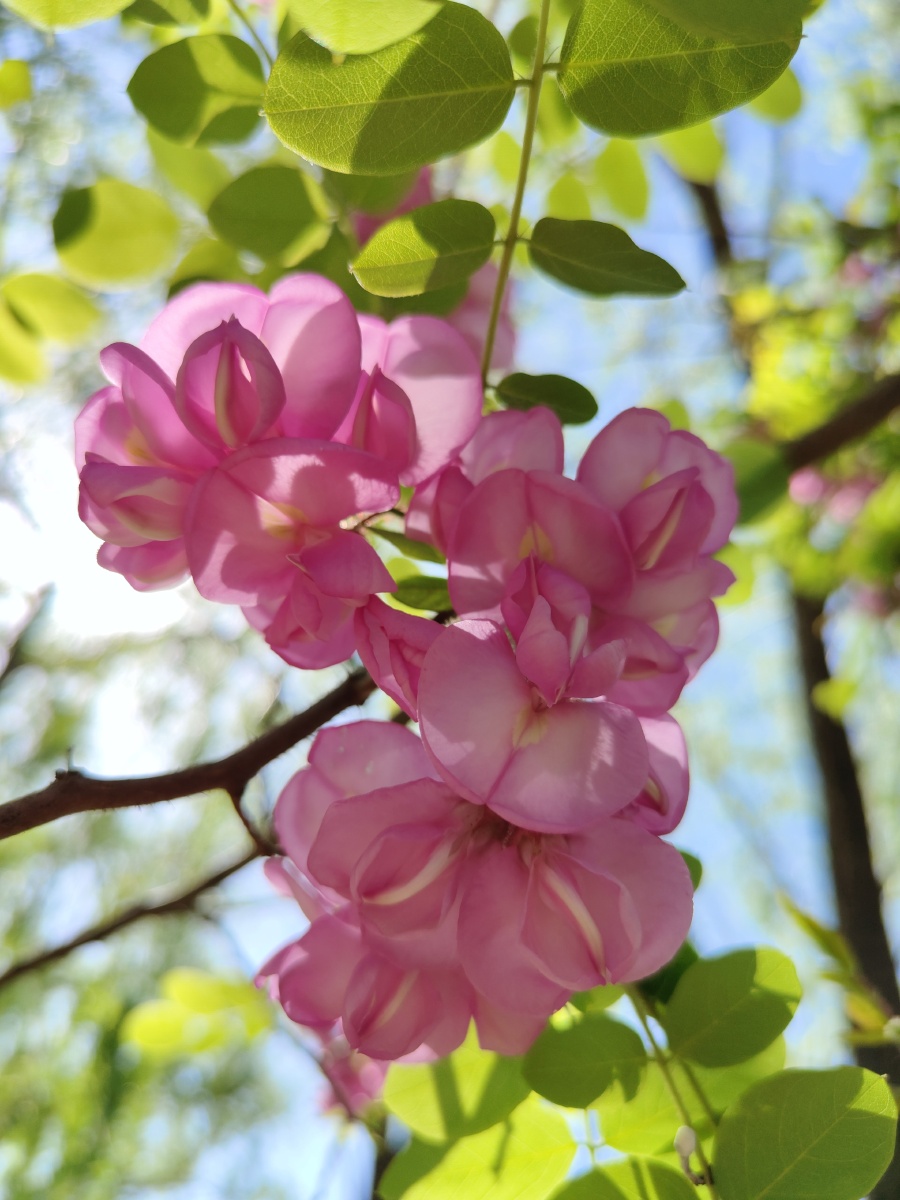 粉色槐花 - 北方童话 - 图虫