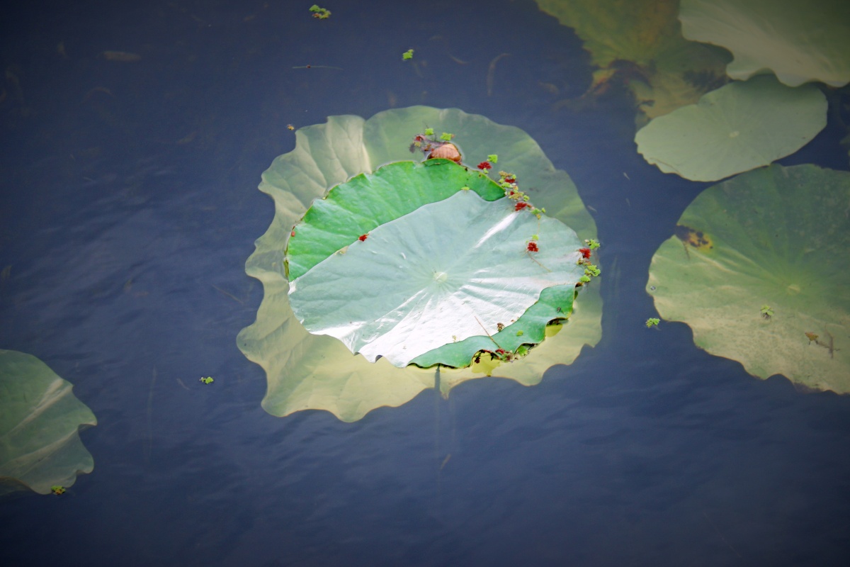 奇特的荷叶