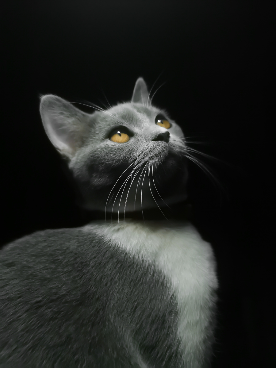 猫主子喜欢玩灯帅帅气气