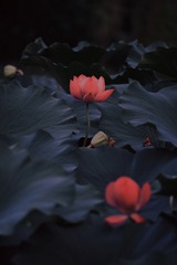 B9239803-030F-4F5A-A6FE-DEE427831DB2/L0/001