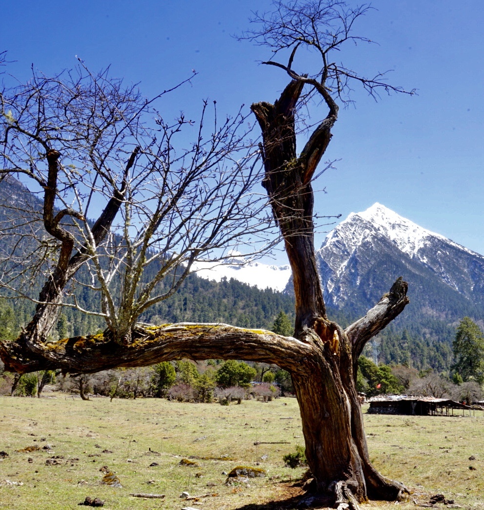 摄于林芝原始森林