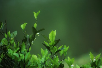 F8C5C88D-A930-4674-81F2-7EEE0BA44291/L0/001