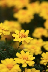 朝花夕拾2