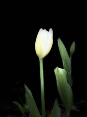 33BC86D8-8FC3-4831-B8BE-AD7771E52F42/L0/001