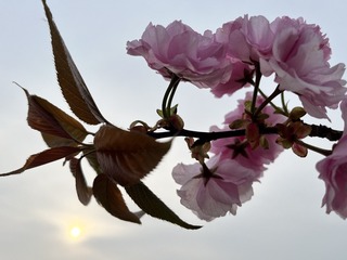 50108DBF-BD90-46C8-9B6A-00A7BEEAF845/L0/001