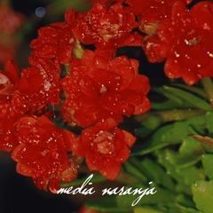18C67F85-B9A2-43BD-A394-E5664FD5FFB0/L0/001
