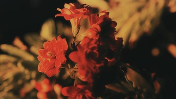 C7E44886-55C2-4F4D-80C8-550909738945/L0/001
