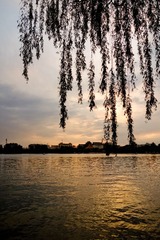 DSC01000.jpg