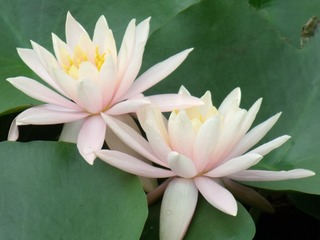 DSCF1482