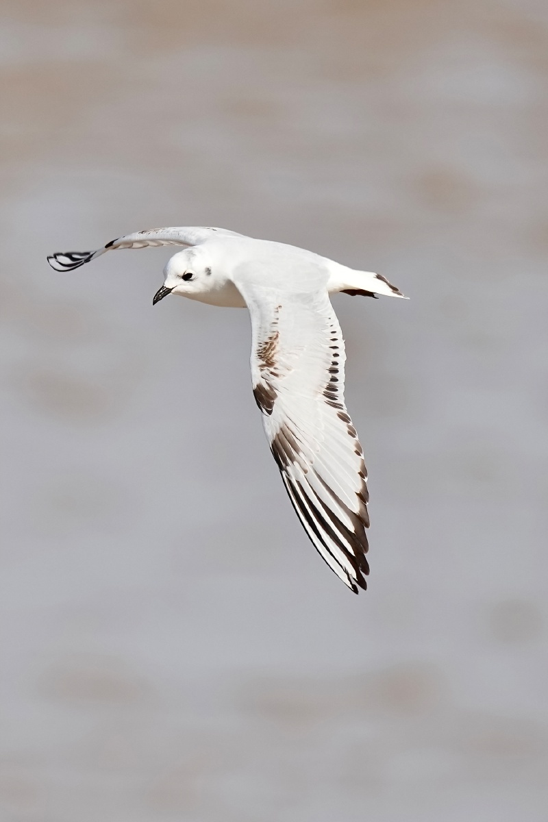 黑嘴鸥一级保护动物