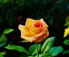 8C13FF6D-9120-4C43-AEF0-47C94101563B/L0/001
