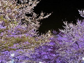 13E62745-6A46-4B6A-9BB0-FA8F396FF962/L0/001